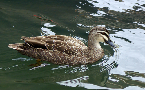 Melbourne Duck