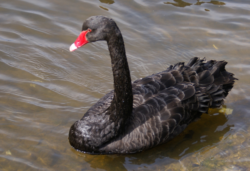 Melbourne Swan